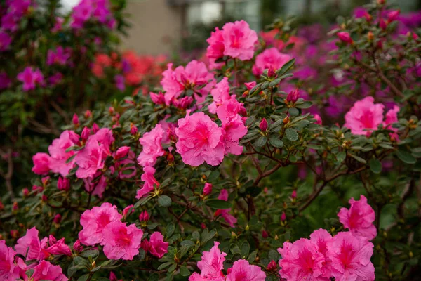 Rhododendron Rosa Florece Invernadero —  Fotos de Stock