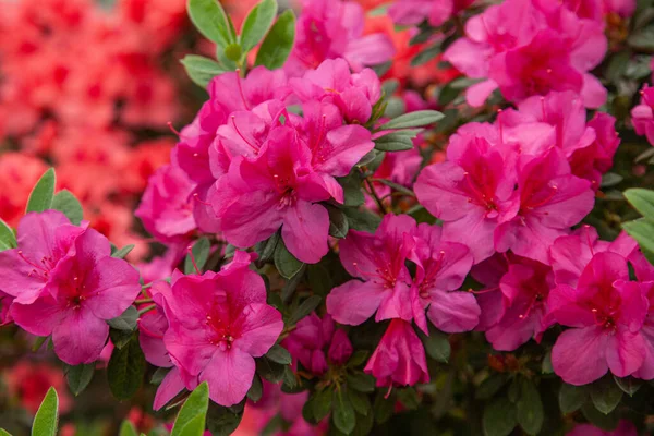 Růžové Květy Rododendronu Skleníku — Stock fotografie