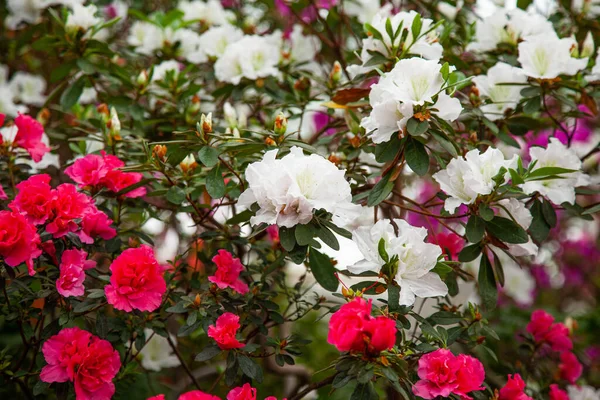 Růžové Bílé Květy Rododendronu Skleníku — Stock fotografie