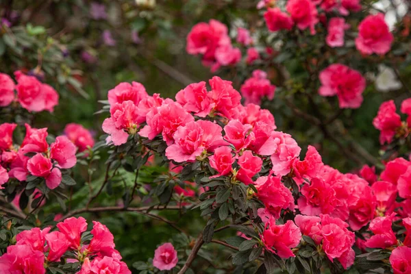 Röda Rhododendron Blommar Växthuset — Stockfoto