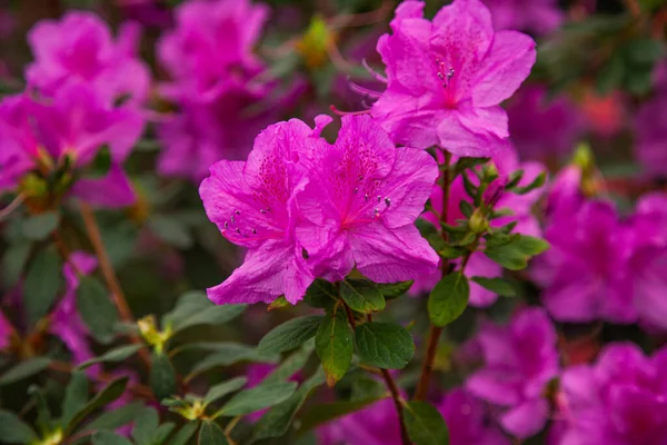 Rhododendron Rose Fleurit Dans Serre — Photo