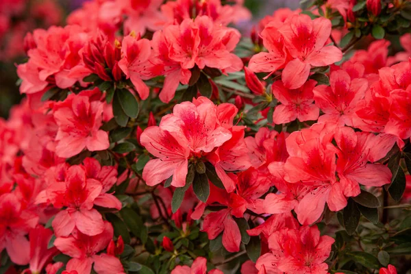 Червоний Рододендрон Цвіте Теплиці — стокове фото