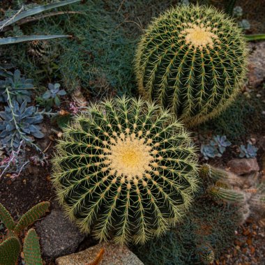 Echinocactus grusonii Hildm bir serada yetişiyor