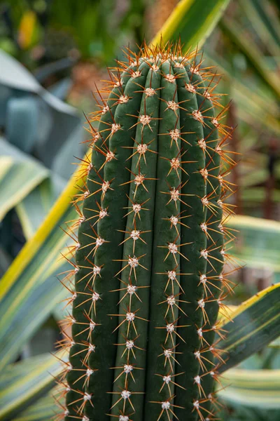 Echinopsis Spachiana bir serada yetişiyor.