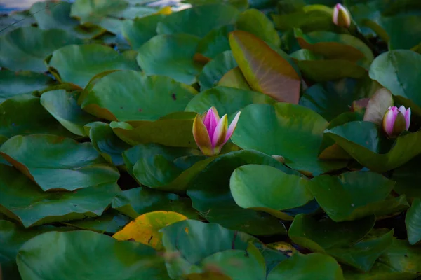 Lírios Florescem Lago Verão — Fotografia de Stock