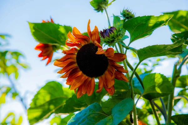 Decorative sunflower flowers, blooming in summer on the background of the sky