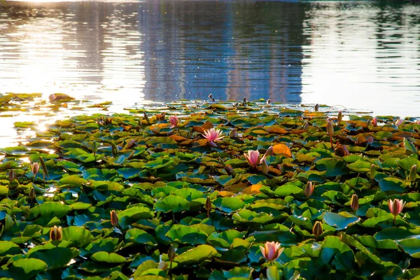 stock image Lilies bloom in the lake in summer