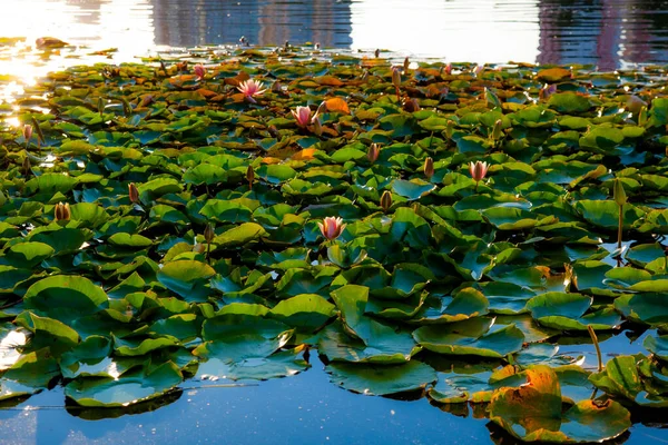 Stock image Lilies bloom in the lake in summer