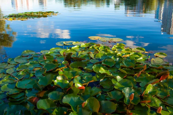 Lilien Blühen Sommer See — Stockfoto
