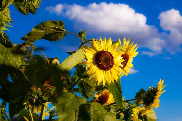 Decorative sunflower flowers, blooming in summer on the background of the sky