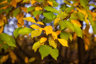 Ekim ayında, ormandaki ağaçlardaki sarı sonbahar yaprakları