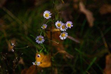 Erigeron Annuus sonbahar ormanlarında çiçek açıyor, ekim ayında.