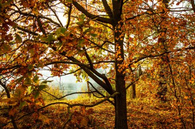 Sarı sonbahar ormanı, Ekim