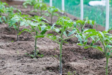 Homegrown organic tomatoes seedlings in the greenhouse, ecological pesticide-free vegetable farming