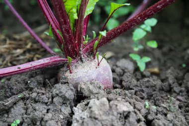 Beetroot vegetable cultivated in the garden, bio organic farming and gardening, vegetables garden