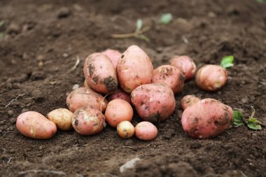 Organic potatoes harvest, ecological growing vegetables and gardening produce, healthy fresh potatoes vegetables