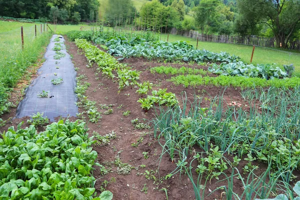 Organic Farming Agriculture Bio Vegetables Garden Ecological Farming Permaculture Healthy Stockfoto
