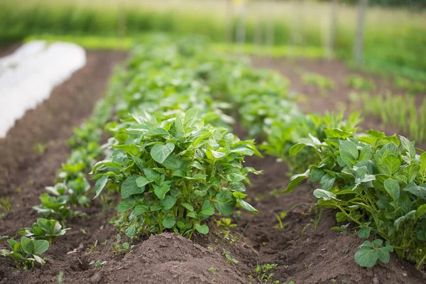 Potatoes Harvest Garden Organic Ecological Vegetables Garden Permaculture Organic Farming — Stockfoto