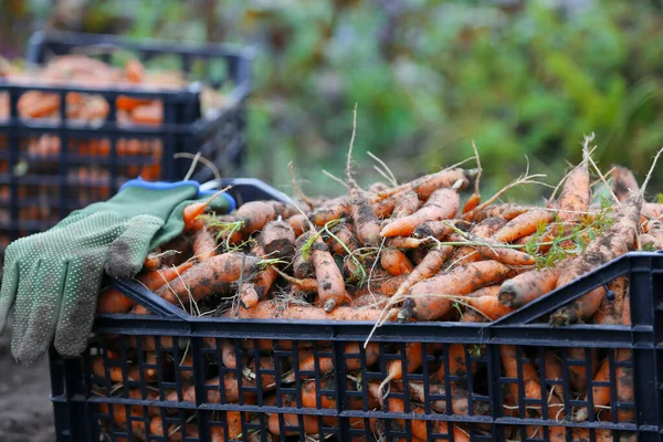 Organic Carrots Harvest Farmhouse Organic Bio Ecological Farming Fresh Healthy — Photo