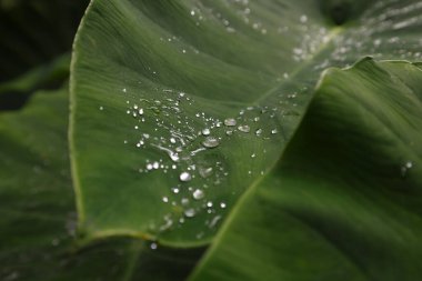 Azores Adaları 'nın kırsalındaki bir bitkinin çiğ tanesi.