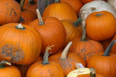 Bir tüccarın vitrininde balkabakları