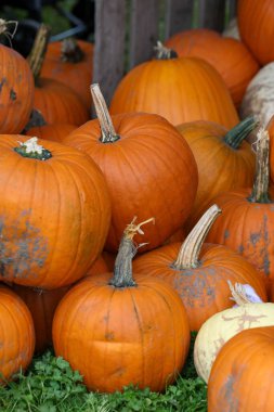 Bir tüccarın vitrininde balkabakları