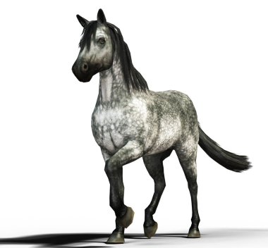 Spotted grey horse walking with one leg up illustration