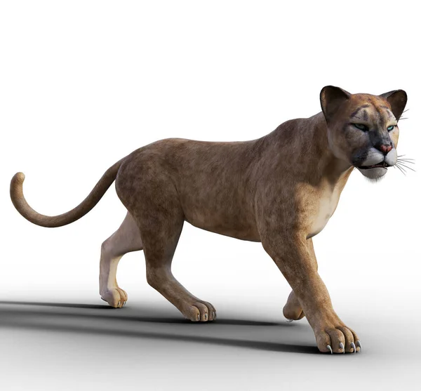 Puma Stojący Widok Boku Ilustracja — Zdjęcie stockowe
