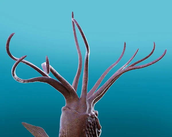 Bracci Del Tentacolo Calamari Giganti Illustrazione Subacquea Foto Stock Royalty Free