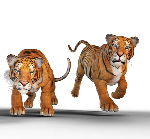 Deux Tigres Orange Rôdent Chassent Illustration — Photo