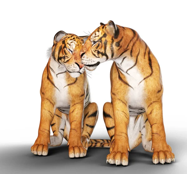 Deux Tigres Affectueux Assis Illustration — Photo