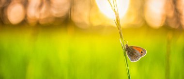 Yeşil çayırda güzel bir kelebek