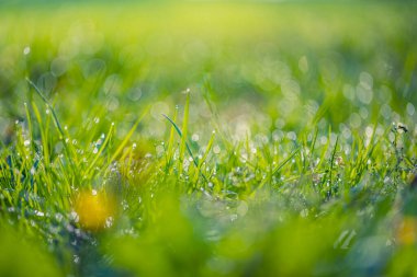 Güneşli bir günde çiğ taneli yeşil çimenler