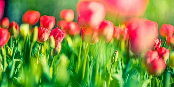 Hermosas Flores Tulipanes Jardín Borroso —  Fotos de Stock