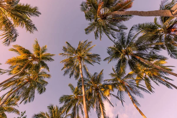 Palm Trees Sunset Sky Background — Stock Photo, Image