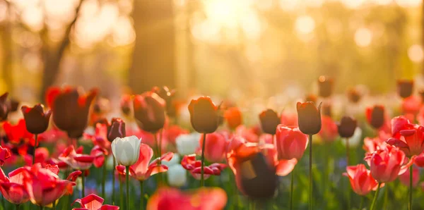 stock image Beautiful tulips flowers in blurred garden