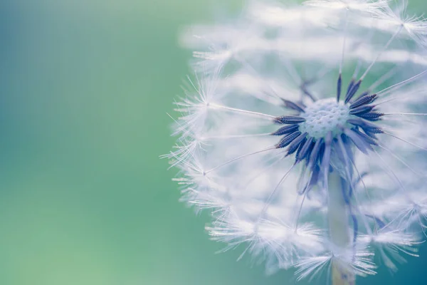 Close Dandelion Flower Blurred Background — Stock Photo, Image