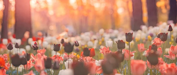 Vackra Tulpaner Blommor Suddig Trädgård — Stockfoto