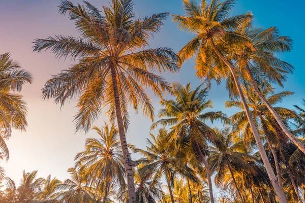 棕榈树在日落的时候 — 图库照片