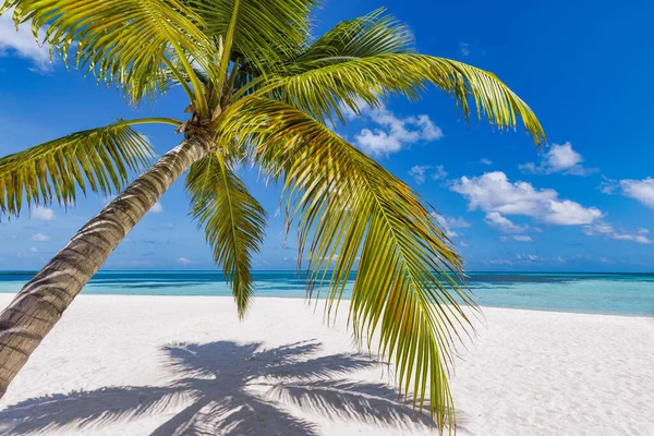 Hermosa Playa Tropical Con Palmera — Foto de Stock