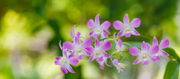 stock image beautiful purple orchid flower in the garden