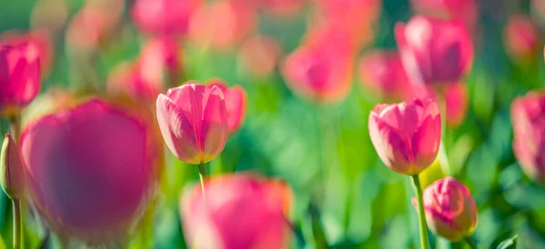 Krásné Tulipány Květiny Rozmazané Zahradě — Stock fotografie