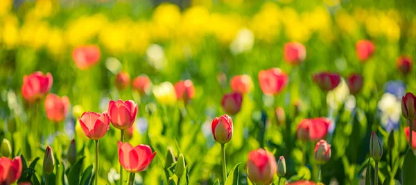 Mooie Tulpen Bloemen Wazige Tuin — Stockfoto