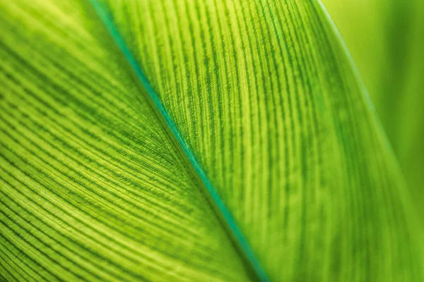 Close Big Green Leaf — Stock Photo, Image