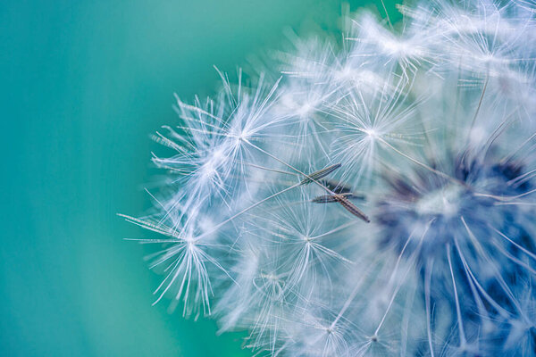 Close up of dandelion flower on blurred background