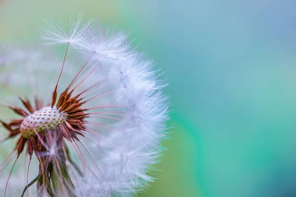 Bulanık Arkaplanda Karahindiba Çiçeğini Kapat — Stok fotoğraf