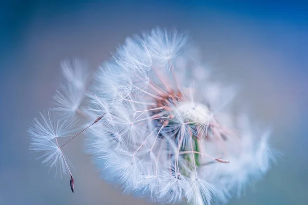 Close Dandelion Flower Blurred Background — Stock Photo, Image