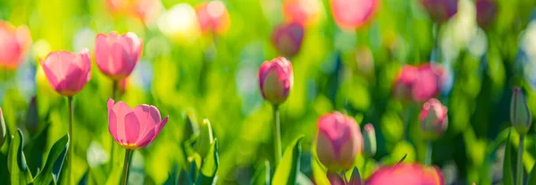 Mooie Tulpen Bloemen Wazige Tuin — Stockfoto
