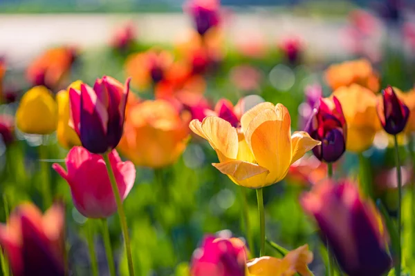 Krásné Tulipány Květiny Zahradě — Stock fotografie
