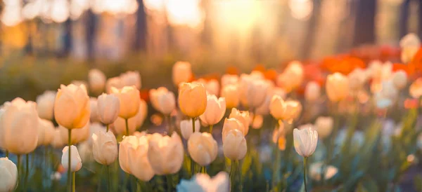 Krásné Tulipány Květiny Zahradě — Stock fotografie